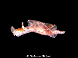 Dwarf Sea Hare - Aplysia parvula by Stefanos Michael 